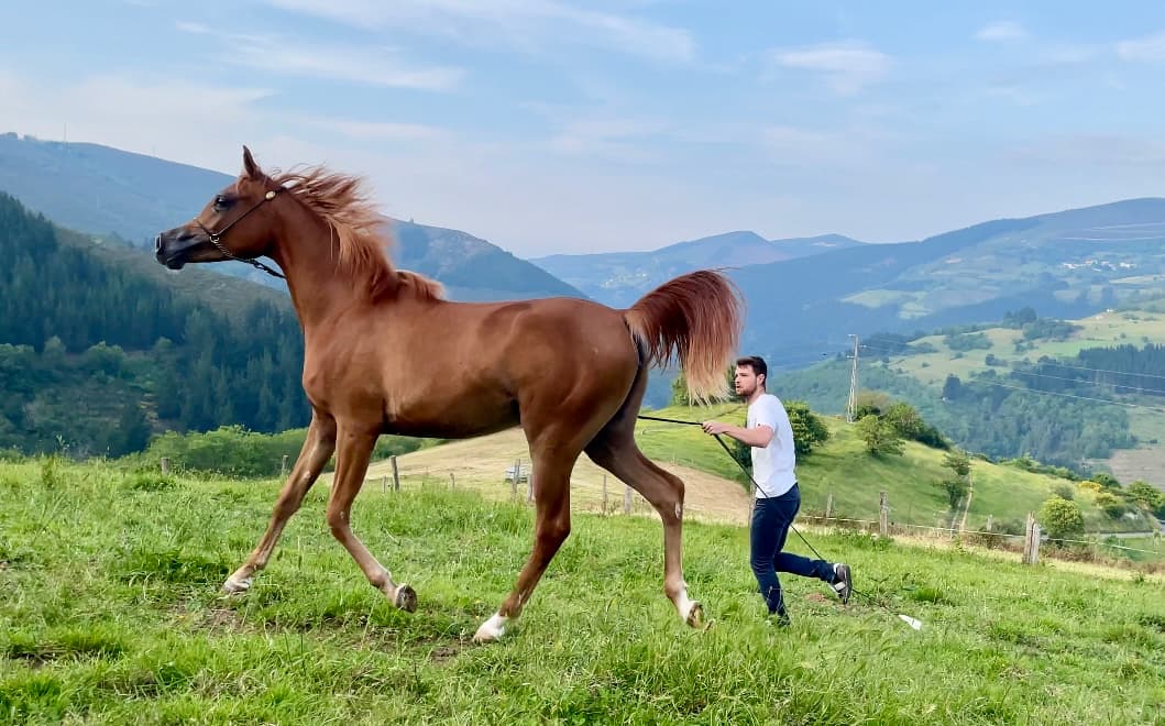 caballo-arabe EL CABALLO ÁRABE<br />