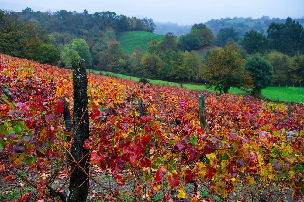 Viñedos Viñedos en Cangas de Narcea